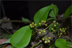 Stephania hernandiifolia